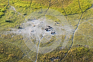 Aerial view of Herd of Wildebeests resting in the Okavango Delta