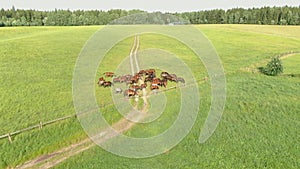 Aerial view of a herd of young horses grazing on a green meadow