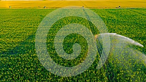 Aerial view on high pressure agricultural water sprinkler, sprayer, sending out jets of water to irrigate corn farm crops