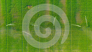 Aerial view on high pressure agricultural water sprinkler, sprayer, sending out jets of water to irrigate corn farm crops