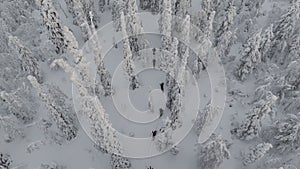 Aerial view of hikers cross-country skiing in finnish Lapland