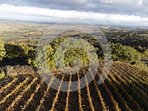 Aerial view on hills of Val d`Orcia, autumn on vineyards near wine making town Montalcino, Tuscany, rows of grape plants after