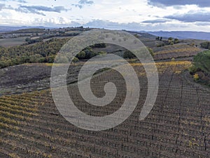 Aerial view on hills of Val d`Orcia, autumn on vineyards near wine making town Montalcino, Tuscany, rows of grape plants after