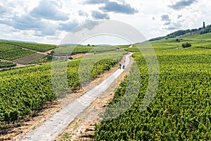 Aerial view of hills and vineyards above Rudesheim am Rhein in Rhine Valley