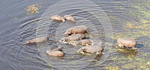 Aerial view of Hippopotamus Hippopotamus amphibius in the wate