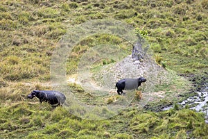 Aerial view of hippopotamus in the Okavango Delta, Botswana, Africa