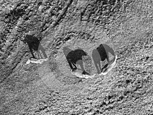 Aerial view of horses in black and white