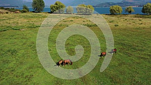 Aerial view of horses grazing on gree field on shore of lake in South of Chile