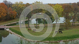 Aerial view of horses grazing in the park near the pond, autumn days, rocky shore, well-groomed and smooth lawn