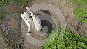 Aerial View of Horses Grazing - Peaceful Pasture Scene