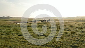 Aerial view horses herd peacefully grazing at sunset in grassland in icelandic countryside. Birds eye view of wild
