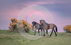 Aerial view of horses hugging each other and walking in greenery field during sunset