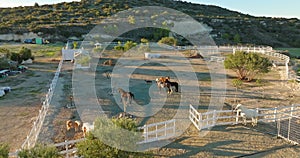 Aerial view of horses walking in a paddock at a ranch.