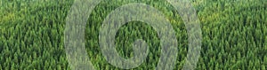 Aerial view of huge green healthy pine forest, panorama texture