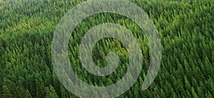 Aerial view of green healthy pine forest, panorama texture