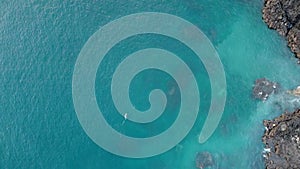 Aerial view of the Indo-Pacific Bottlenose