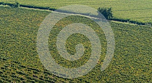 Aerial view of the Italian vineyards. Landscape at the vineyards of the Franciacorta area in Italy. The wine route