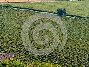 Aerial view of the Italian vineyards. Landscape at the vineyards of the Franciacorta area in Italy. The wine route