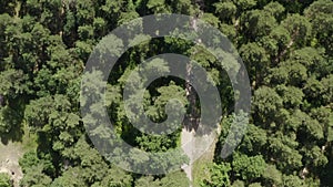 Aerial view japanese black sport car driving through green forest country road