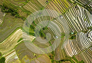 Bali ricefield aerial shot top view photo