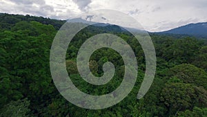 Aerial view jungle forest lush trees greenery vegetation mountain cloudy sky landscape