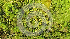 Aerial View: Jungle with palm trees