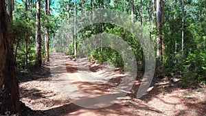 Aerial view of Karri Forest explorer way