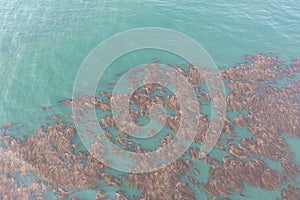 Aerial View of Kelp Forest in California