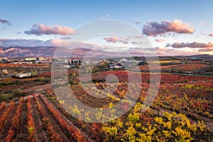 Aerial view of la rioja vineyards,  Spain