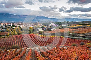 Aerial view of la rioja vineyards,  Spain