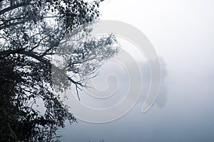 Aerial view. Lake in morning light covered with fog, captivating willow trees on the side. Beautiful landscape of plain river. Mys