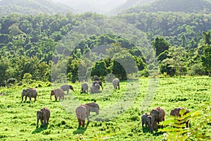 Aerial view landscape, A herd of Wild Asian Elephant in the grassland in rainy season. Green and lush evergreen forest, mountains