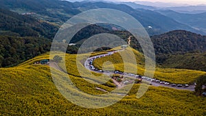 Aerial view landscape of Mountain in Twilight time nature flower Tung Bua Tong Mexican sunflower field ,Mae Hong Son,Thailand