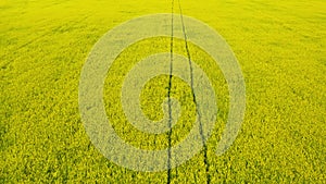 Aerial View Landscape Rapeseed Field.