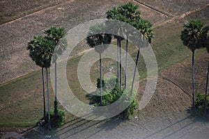 Aerial view landscape toddy palm tree or sugar palm plant garden park with paddy rice field of Angkor Wat at SiemReap city from