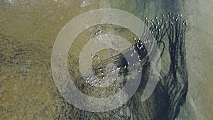 Aerial view of a large flock of birds on the lake in its natural habitat. Anthropoides virgo, demoiselle crane