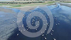 Aerial view of a large flock of birds on the lake in its natural habitat. Anthropoides virgo, demoiselle crane. T