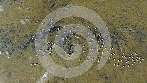 Aerial view of a large flock of birds on the lake in its natural habitat. Anthropoides virgo, demoiselle crane. Top view.