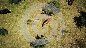 Aerial view of a large herd of horses on a field of green hills