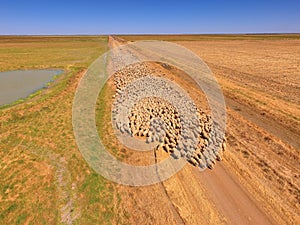 Aerial view of large Sheep Herd