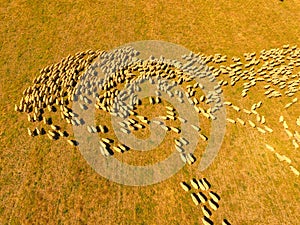 Aerial view of large Sheep Herd