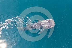Aerial View of Large Whaleshark in Pacific Ocean