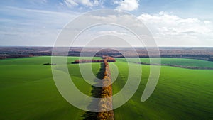 Aerial view of the large wheat field in autumn. Amazing landscape with trees with red and orange leaves in a day in the