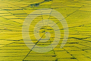 Aerial view of Lingko Spider Web Rice Fields