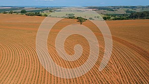 Aerial view of little peanut plant in field