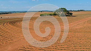 Aerial view of little peanut plant in field
