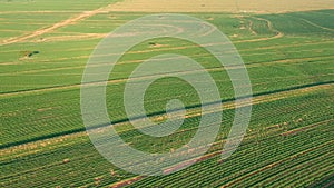 Aerial view of little peanut plant in field