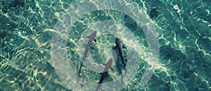 Aerial View of a lone Lemon Shark hunting in the shallow waters of a sand flat