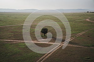 Aerial view of a lone tree at the crossroads. Dirt roads in the Masaai. Mara Reserve in Kenya Africa