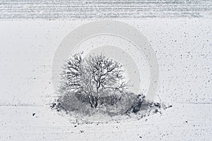 Aerial view of lonely tree in field covered with snow in cold winter morning, drone pov